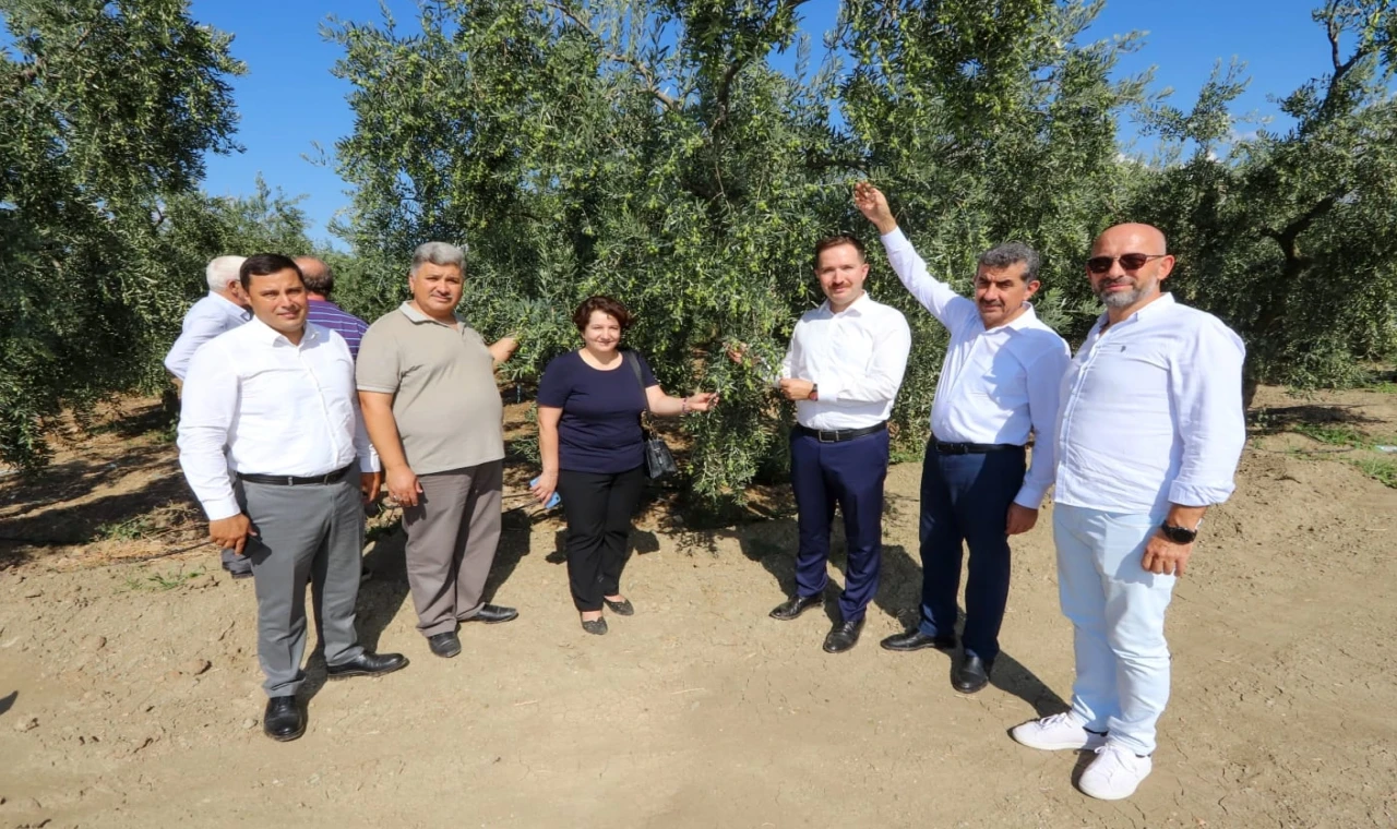 Bursa’da zeytin rekoltesinde yüksek verim bekleniyor